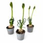 albuca spiralis