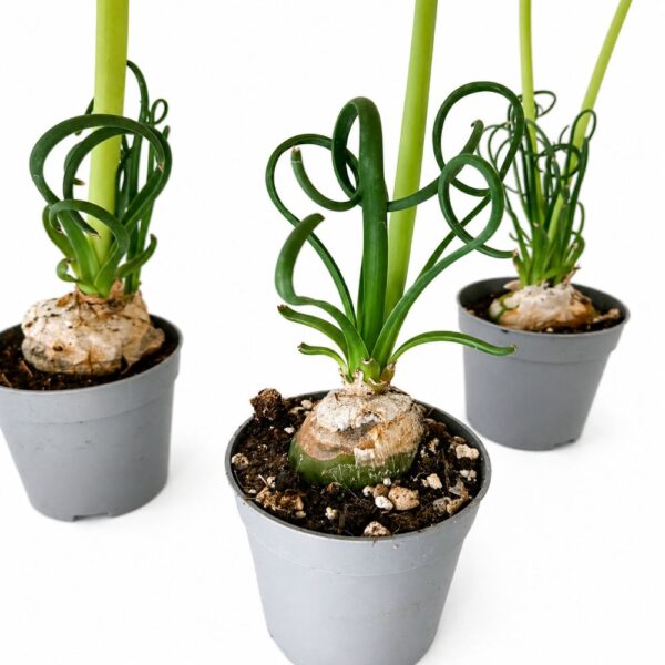 albuca spiralis