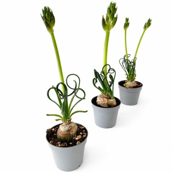 albuca spiralis