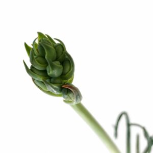 albuca spiralis