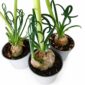albuca spiralis