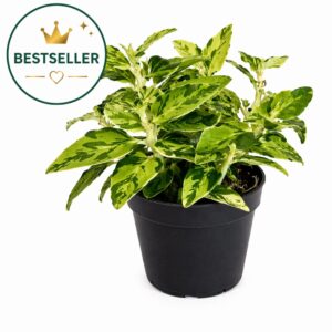 besteseller