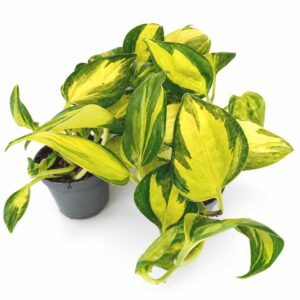 epipremnum neon joy
