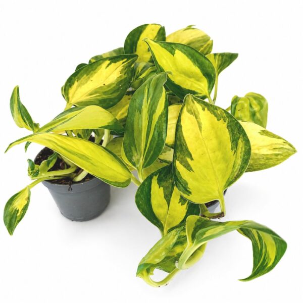 epipremnum neon joy
