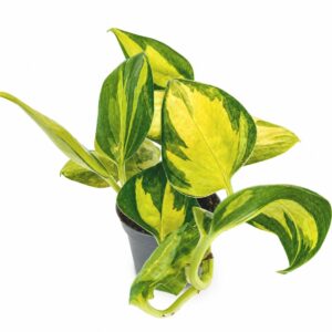 epipremnum neon joy