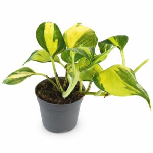 epipremnum neon joy