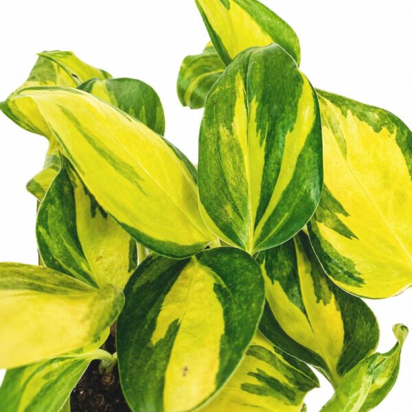 epipremnum neon joy