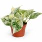 epipremnum snow leopard