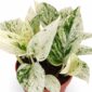epipremnum snow leopard