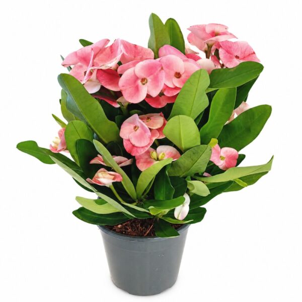 euphorbia charlotte euphorbia charlotte