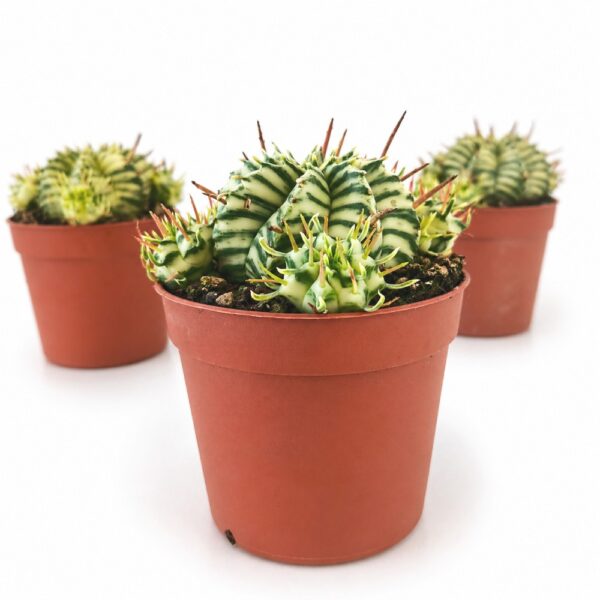 euphorbia meloformis variegata