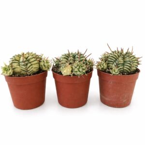euphorbia meloformis variegata