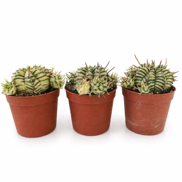 euphorbia meloformis variegata