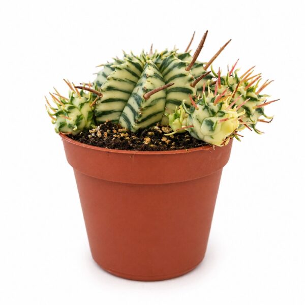 euphorbia meloformis variegata