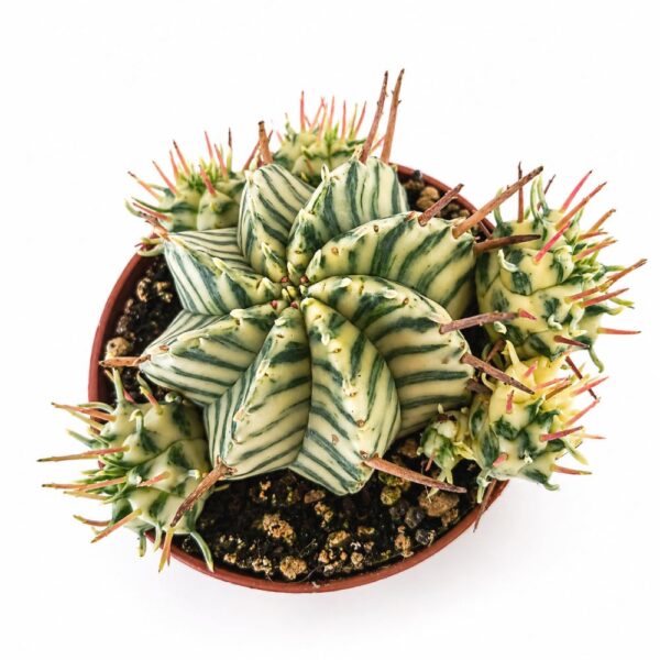 euphorbia meloformis variegata euphorbia meloformis variegata