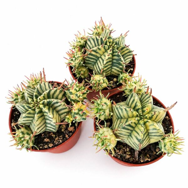euphorbia meloformis variegata