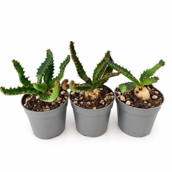 euphorbia stellata