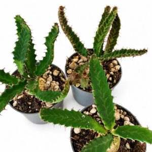 euphorbia stellata
