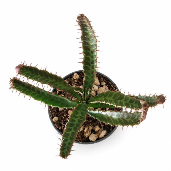 euphorbia stellata
