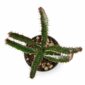 euphorbia stellata