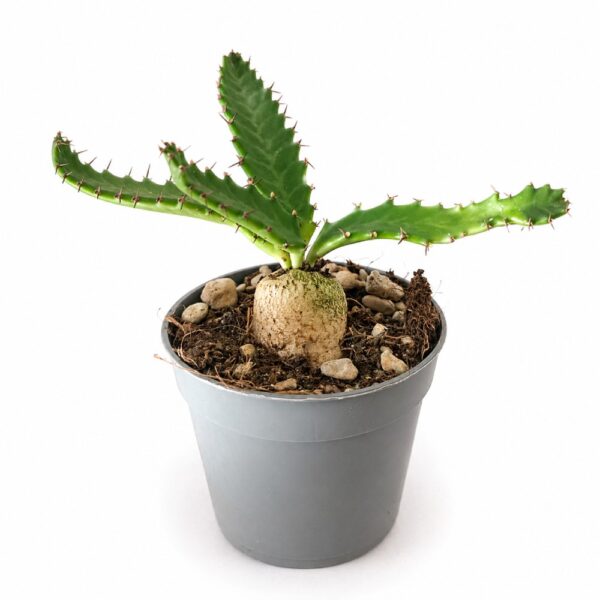 euphorbia stellata euphorbia stellata