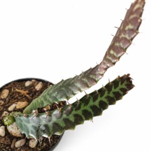 euphorbia stellata