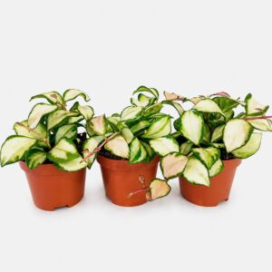 hoya heuschkeliana