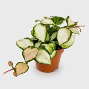 hoya heuschkeliana