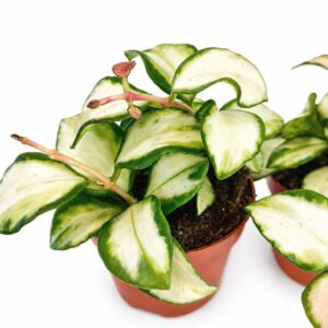 hoya heuschkeliana
