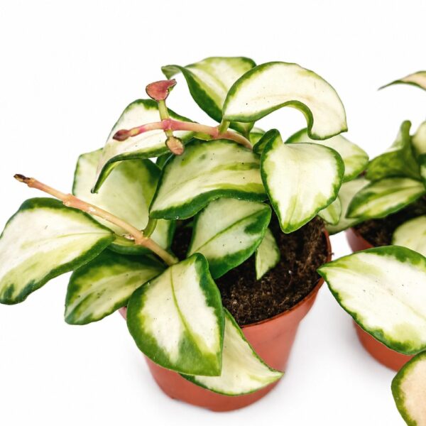 hoya heuschkeliana