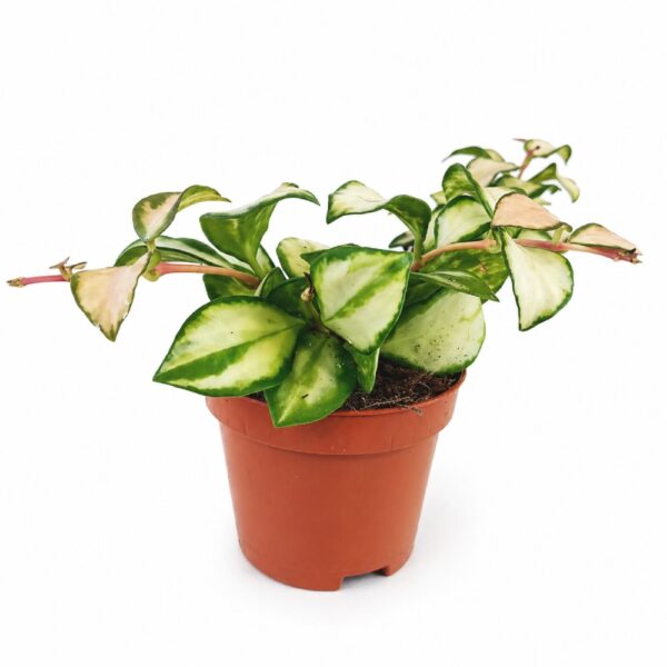 hoya heuschkeliana