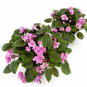 saintpaulia double pink