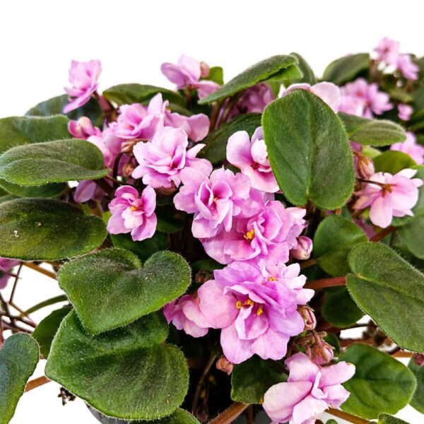 saintpaulia double pink saintpaulia double pink
