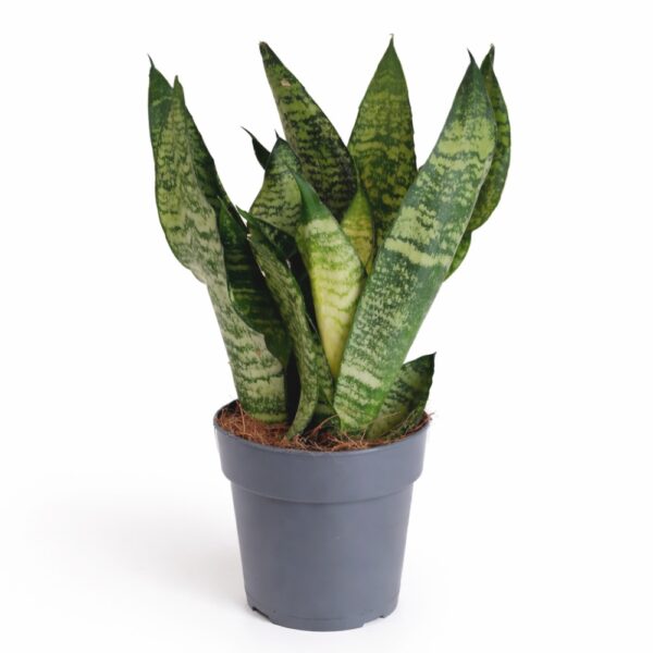 Sansevieria Zeylanica