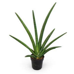 sansevieria tiara grand gazelle