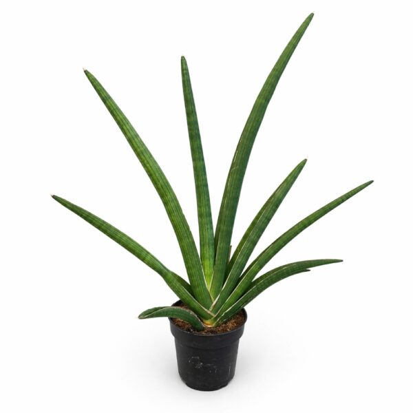 sansevieria tiara grand gazelle