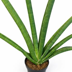 sansevieria tiara grand gazelle
