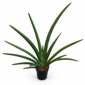 sansevieria tiara grand gazelle