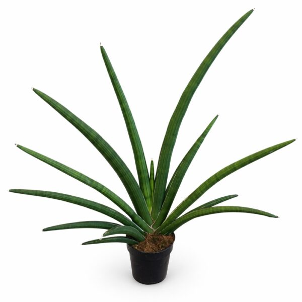 sansevieria tiara grand gazelle