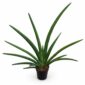 sansevieria tiara grand gazelle