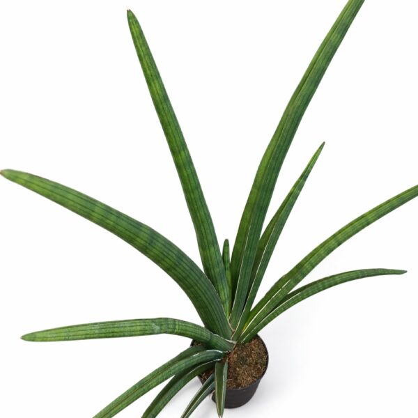 sansevieria tiara grand gazelle