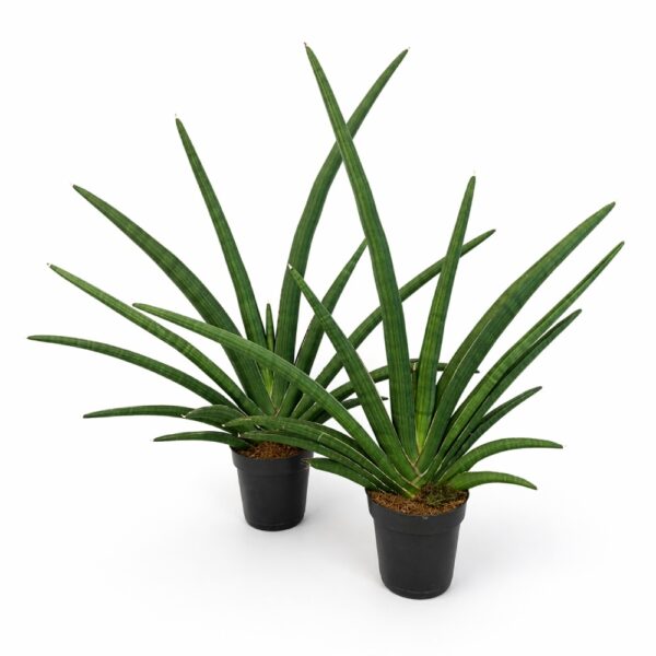 sansevieria tiara grand gazelle