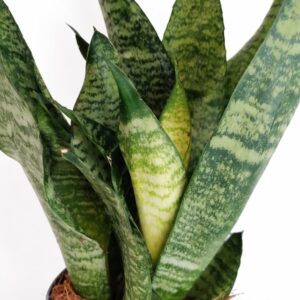 Sansevieria Zeylanica