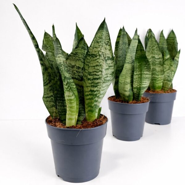 Sansevieria Zeylanica Sansevieria Zeylanica