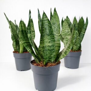 Sansevieria Zeylanica
