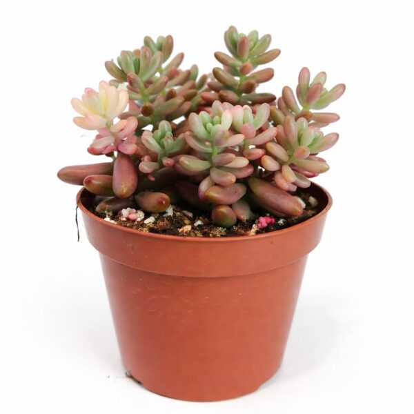 sedum rubrotinctum sedum rubrotinctum