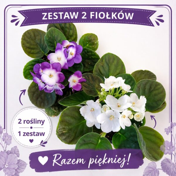 zestaw 2 fiołków zestaw 2 fiołków