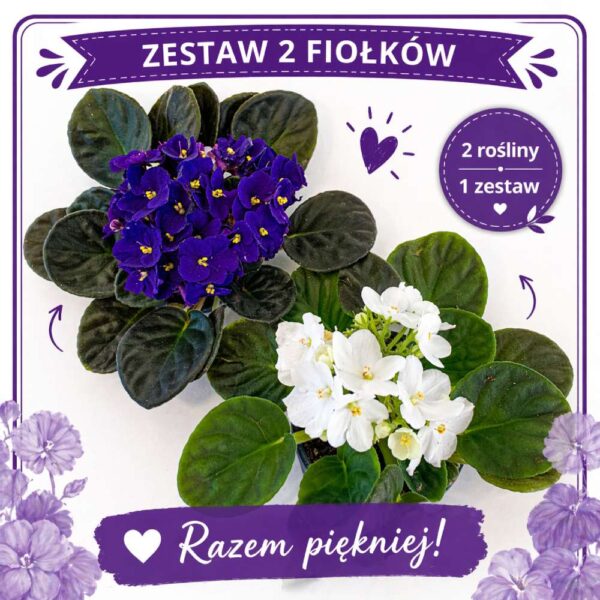 zestaw 2 fiołków zestaw 2 fiołków