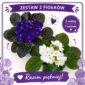zestaw 2 fiołków