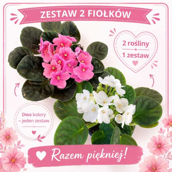 zestaw 2 fiołków zestaw 2 fiołków